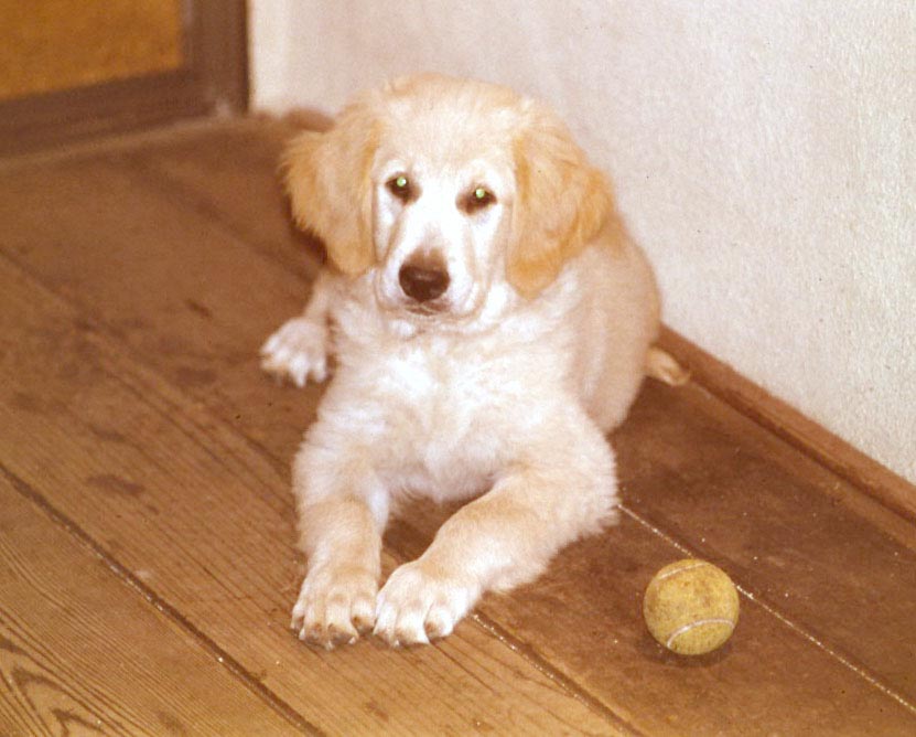 TK CK-9.jpg